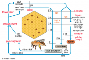 Cycle de l'abeille domestique avec une phase de parthénogenèse arrhénotoque