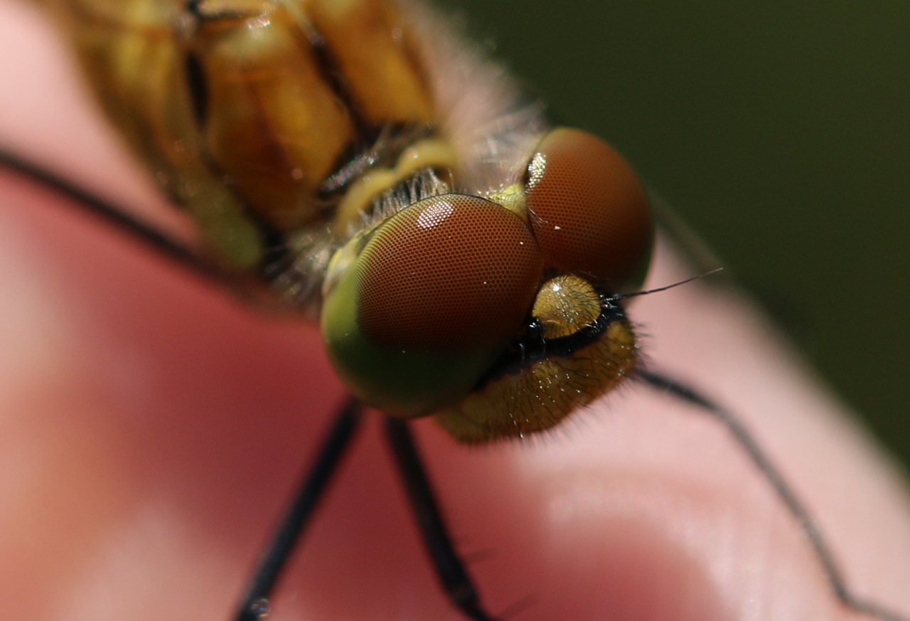 Oeil Simple Des Insectes