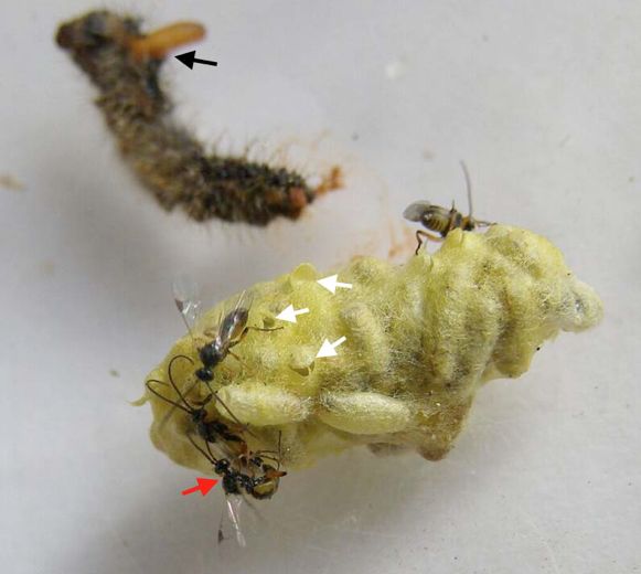 Emergence d'une nouvelle génération de C. glomerata adultes. Notez les restes desséchés de la chenille sur laquelle on distingue les restes d'une larve de parasitoïde qui n'a pas achevé sa sortie de l'hôte (flèche noire), les orifices de sortie des adultes de C. glomerata dans l'amas soyeux des cocons protégés (flèches blanches), et l'accouplement du parasitoïde qui a eu lieu immédiatement après l'émergence (flèche rouge) (Source : Hélène Dumas)