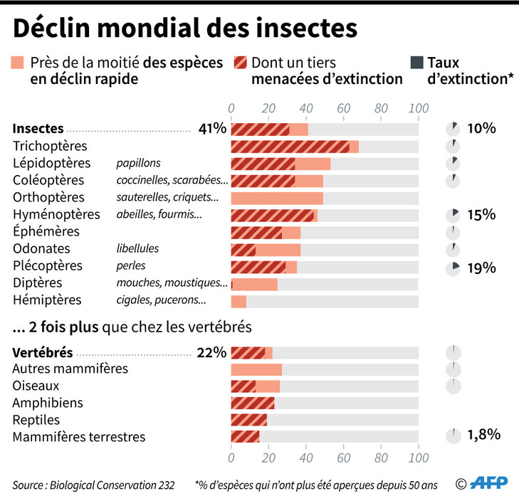 Disparition Des Insectes Causes Et Cons Quences Passion Entomologie