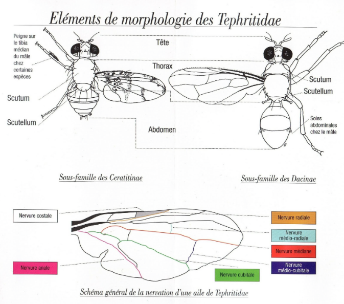 Diptera] Petit moucheron noir qui pique la nuit - Le Monde des