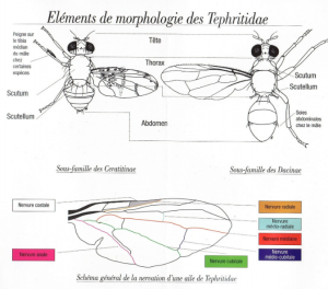 Morphologie d'une mouche Tephritidae