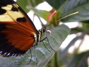 H. hecale melicerta feeding on pollen collected on his proboscis (trunk) - Photo by B. GILLES