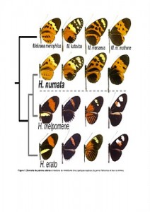 Mimetic complex in several species of butterflies of the genus Heliconius and Melpomene