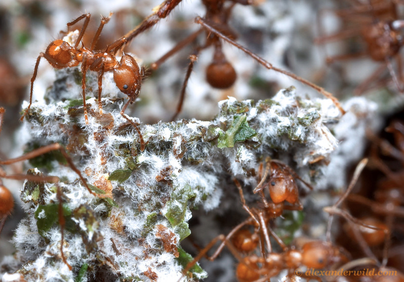 Escovopsis : Parasitisme chez les fourmis champignonnistes
