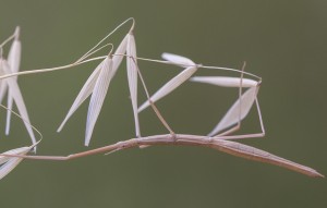 Clonopsis gallica adulte (Source https://www.flickr.com/photos/118276383@N05/14324421727/)