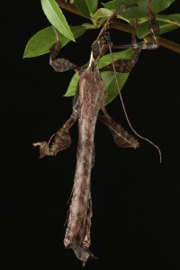 Extatosoma tiaratum mâle adulte