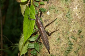 Femelle Eurycantha calcarata adulte