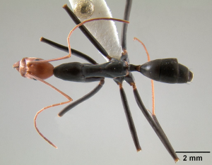 Leptomyrmex erythrocephalus