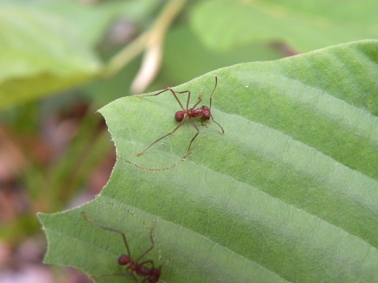 Mushroomists Ants of the genus Atta