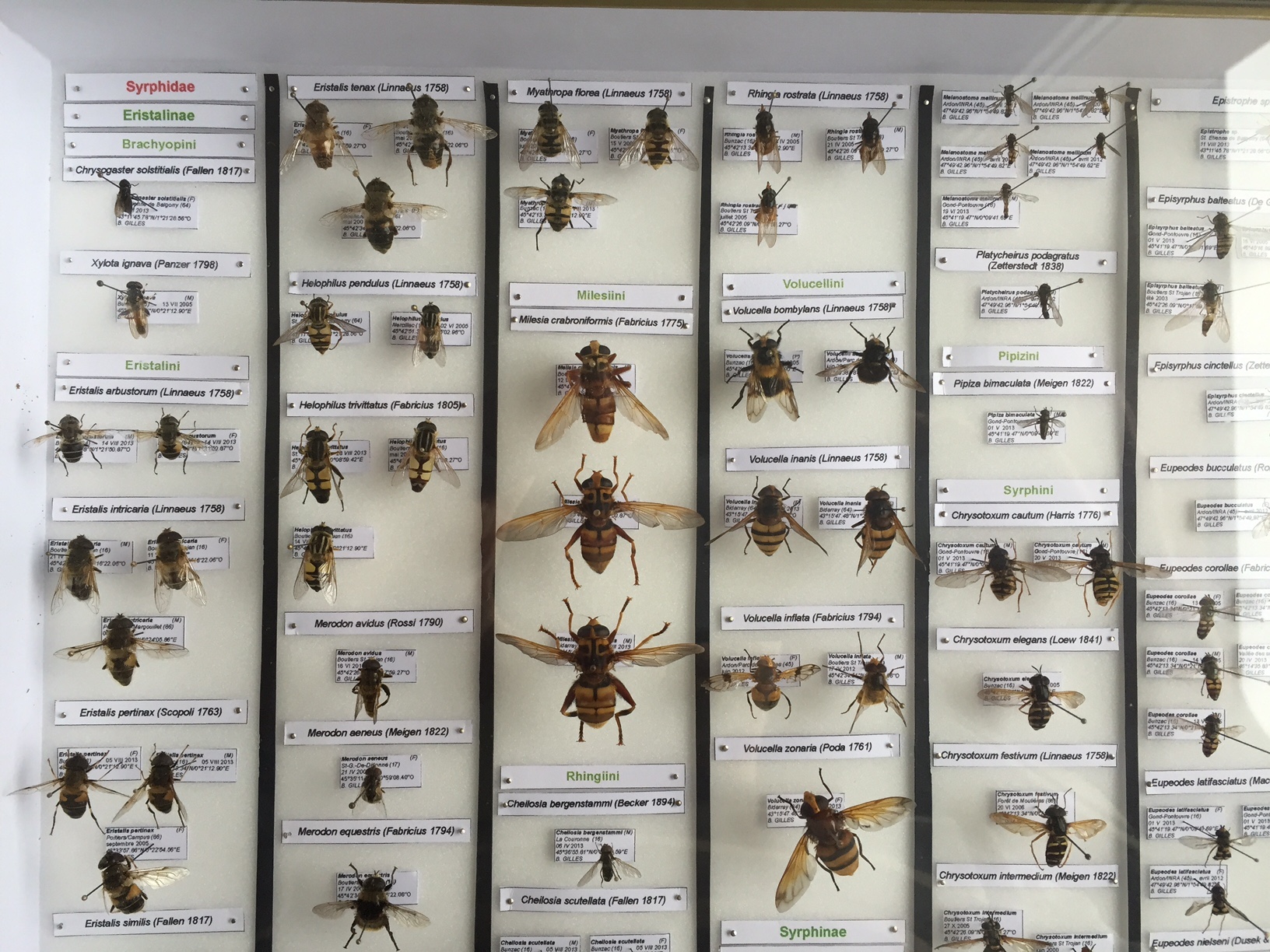 Explication sur la mise en collection d'insectes