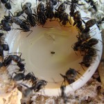 Camponotus vagus s'alimentant dans l'abreuvoir (Source : https://www.flickr.com/photos/65645208@N05/6690092135/)
