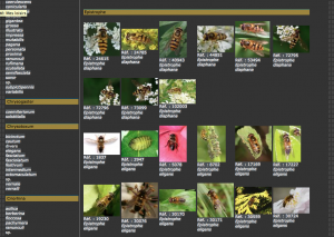 Exemple d'une page de la galerie, ici, mouches de la Famille des Syrphidae