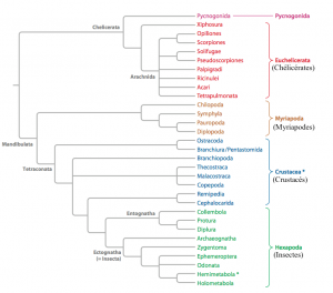 Arbre phylogénétique des Arthropodes (Source : Giribet & Edgecombe, 2012)