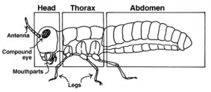 Schéma de la morphologie type d'un insecte (Source : University of Missouri) 