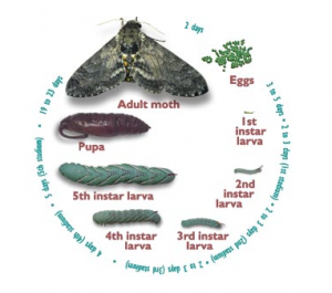Cycle de développement d'un papillon (Source : University of Arizona)