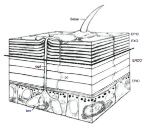 Coupe de la cuticule et de l'épiderme d'un insecte - Setae : poils cuticulaire - Epic : épicuticule - Exo : exocuticule - Endo : endocuticule - Epid : epiderme - dgb : canal glande dermique - bm : membrane basale (Source : Hadley N., 1982)