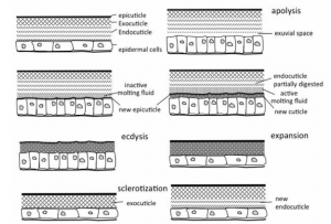 Différentes phases du processus de mue au niveau de la cuticule (Source : http://www.eolss.net)
