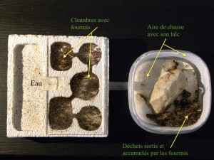 Description des différents éléments d'une fourmilière en béton cellulaire - Photo B. GILLES