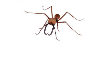 Les fourmis légionnaires du genre Eciton