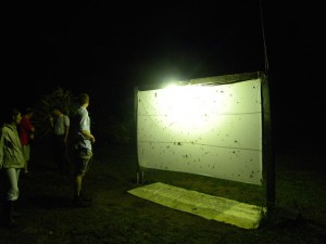 Night hunting - French Guiana photo album (Source : Photo B. GILLES)