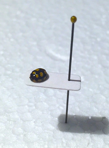 Beetle glued on a straw - Photo B. GILLES