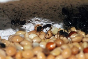 Messor structor worker in an ant's attic (Source: https://www.flickr.com/photos/98941963@N08/10236613935/)