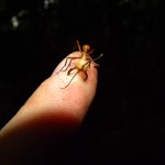 Eciton Burchellii soldier biting my finger