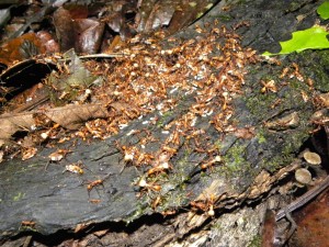 Transport de larves et de nymphes de fourmis legionnaires (Eciton sp.) - Photo B. GILLES