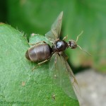 Reine Lasius niger décollant pour l'essaimage (Source: https://www.flickr.com/photos/65645208@N05/)