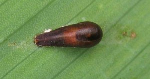 Pupe de mouche de l'espèce Episyrphus balteatus (famille des Syrphidae) (Source : https://www.flickr.com/photos/30063276@N02/2815594066/)