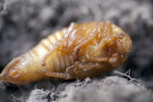 Melolontha melolontha beetle beetle in soil (Source : https://www.flickr.com/photos/blackartz/4880605266)