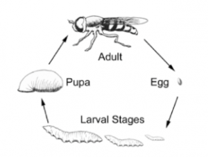 Cycle de développement d'un mouche (Syrphidae) (Source : Cornell University)