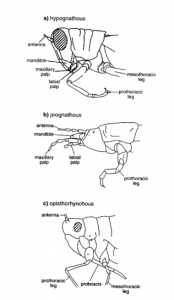 Différents types d'orientation des pièces buccales chez les insectes (Source : University Utah)