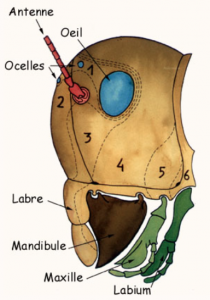 Appendices buccaux d'un insecte, tête en vue latérale (Source : UPS Toulouse)