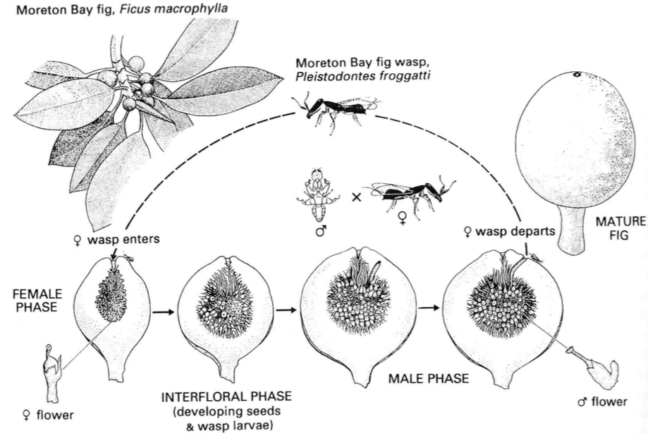 Cycle biologique d'une guêpe Agaonide