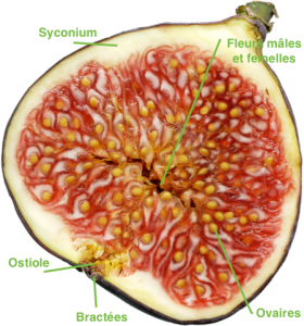 Cross section of a fig (Source : Wikipedia)