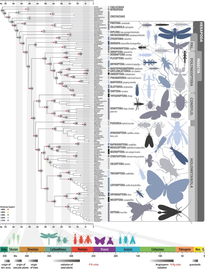 Nouvelle phylogénie des insectes, histoire évolutive des différentes familles (Source : Misof et al., 2014)