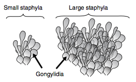 Illustration de Gongylidia et de Staphylae du Basidiomycète 