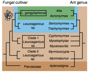 Reconstruction phylogénétique de la co-évolution entre le champignon et les fourmis champignonnistes (Source : De Fine Licht, 2014)