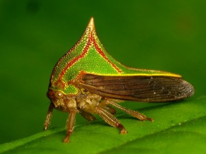 Photo 4 : Membracide of the species Umbonia spinosa (Source : Andreas Kay - Flickr.com)