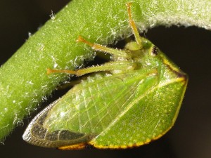 Stictocephala bisonia (Source : Ferran Turmo Gort - Flickr.com)