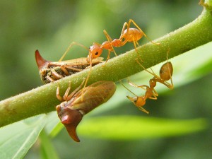 Membracides et fourmis (Source : Ian Jacobs - Filckr.com)