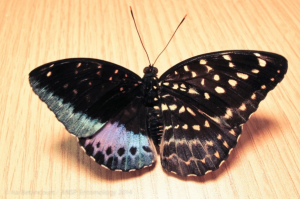 Papillon gynandromorphe de l'espèce Lexias pardalis (Source photo : Isa Betancourt/ANSP)