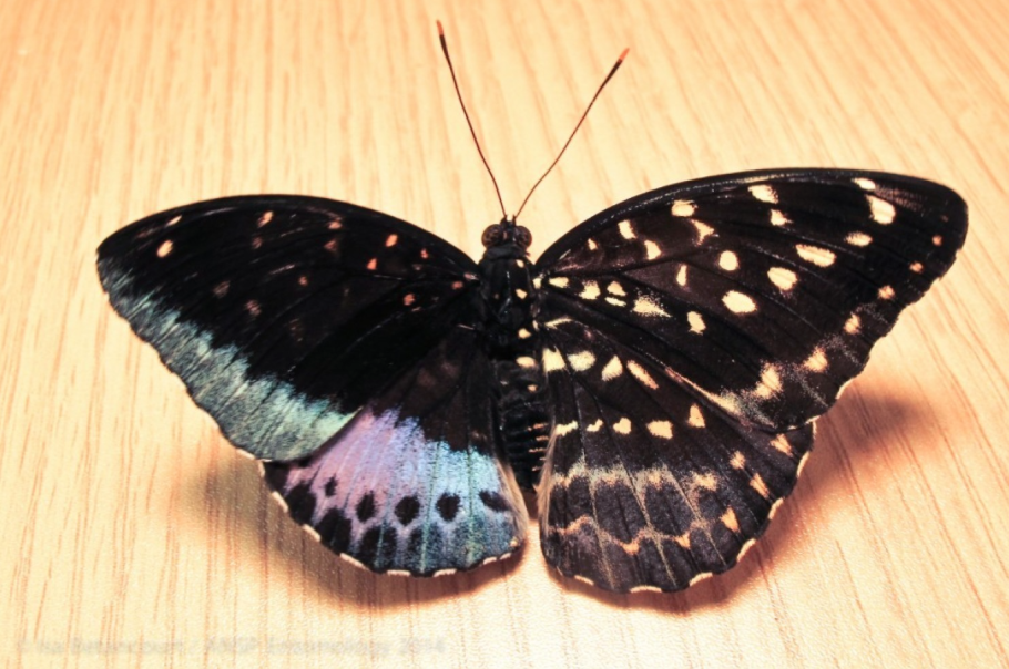 Eclosion d’un papillon gynandromorphe (mâle/femelle)