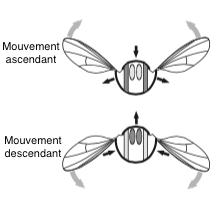 Insect flight: aerodynamics, musculature and 2/2-way control system