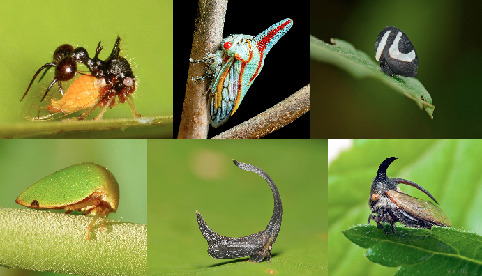 Photos de différentes espèces de membracides
