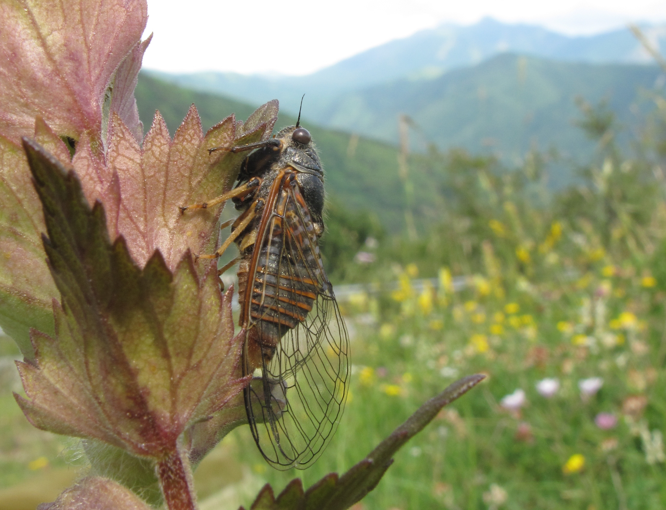 New evolutionary history of the European cicadas