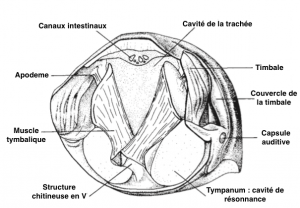 Figure 1 : Coupe transversale du thorax d'une cigale : description des timbales