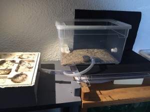 Photo 7 : Installation de transfère entre les 2 nids, à gauche le nid en béton cellulaire et à droite celui en plexiglas - ©Photo B. GILLES